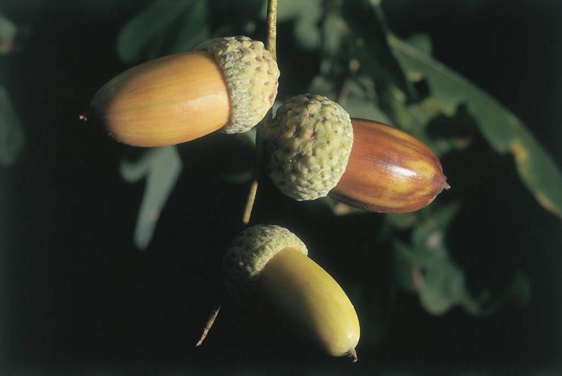 无人,横图,室外,特写,植物,水果,叶子,科学,食品,种子,图像,饮食,树,自然,概念,摄影,生长,生物学,主题,橡树,橡树果,山毛榉,落叶树,麻栎金刚,山毛榉树,构图,彩图,壳斗,时空