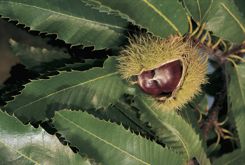 无人,横图,室外,特写,白天,水果,叶子,科学,栗子,食品,坚果,图像,自然,概念,摄影,生物学,主题,山毛榉,落叶树,麻栎金刚,山毛榉树,构图,栗树,想法,叶脉,彩图,壳斗,时空