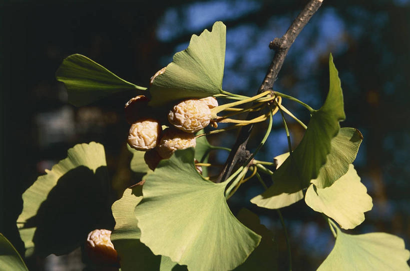 无人,横图,室外,特写,白天,植物,银杏树,水果,叶子,科学,食品,图像,树,自然,概念,摄影,生长,生物学,草本,主题,落叶树,构图,银杏,彩图,时空