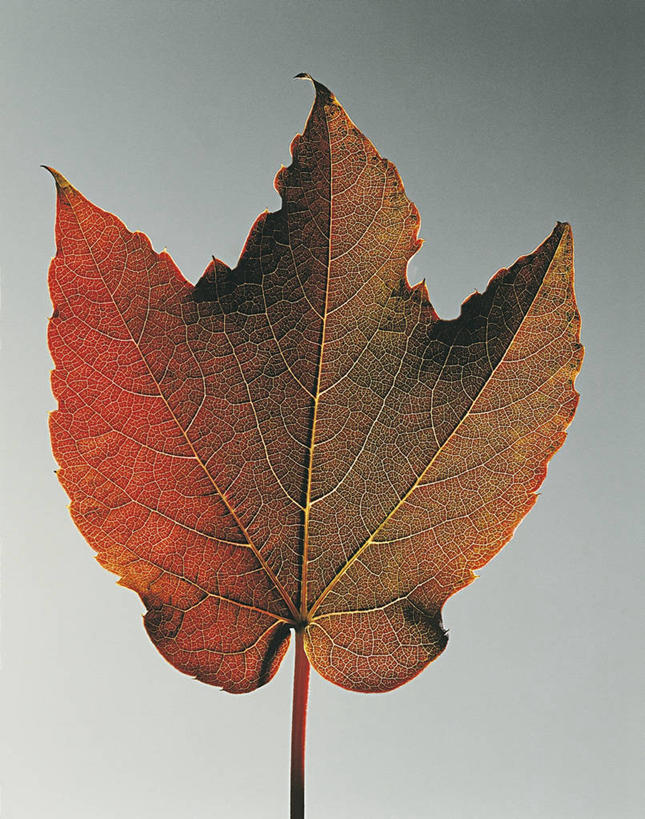 无人,竖图,室内,特写,叶子,科学,常春藤,爬山虎,图像,一个,自然,概念,摄影,单个,生物学,主题,构图,想法,叶脉,彩图,影棚拍摄,时空