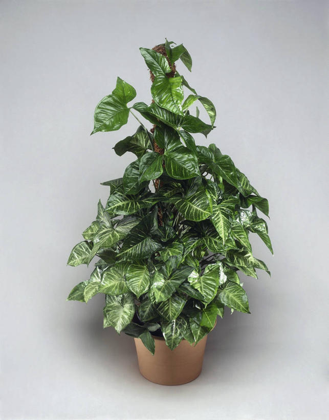 无人,竖图,室内,特写,白色背景,植物,微生物,叶子,科学,细菌,图像,自然,概念,生物,摄影,生长,生物学,水生植物,主题,生命体,构图,彩图,影棚拍摄,时空,原核生物