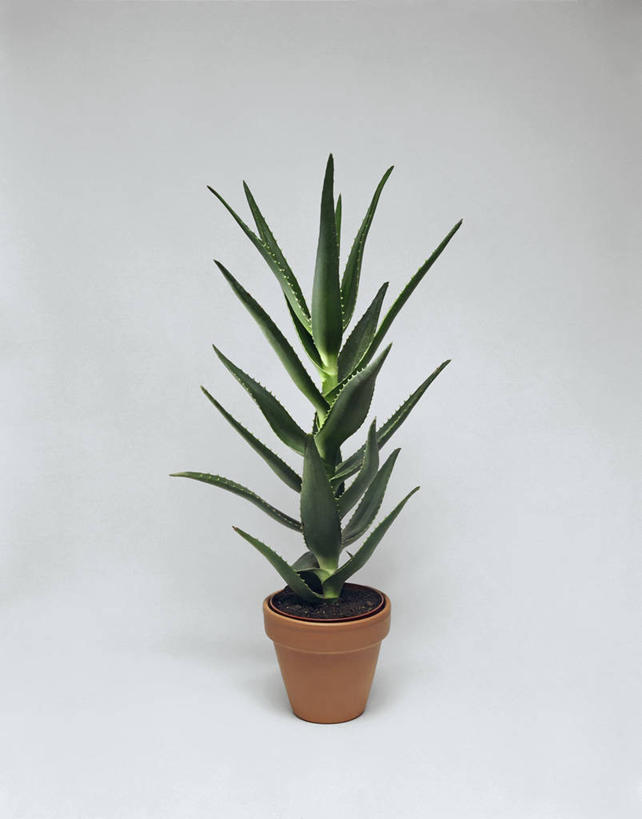 无人,竖图,室内,特写,白色背景,植物,芦荟,科学,图像,自然,概念,摄影,生长,生物学,主题,罗帷草,讷会,奴会,象鼻莲,象胆,构图,彩图,影棚拍摄,肉质植物,时空,油葱