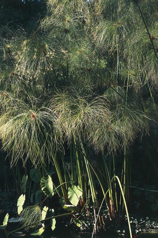 无人,竖图,室外,特写,白天,植物,叶子,科学,纸,图像,自然,概念,摄影,生长,生物学,主题,构图,莎草,彩图,时空