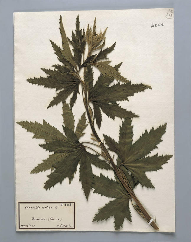 无人,竖图,室内,特写,农作物,科学,图像,概念,摄影,大麻,生物学,收集,构图,想法,彩图,影棚拍摄,时空,大麻纤维