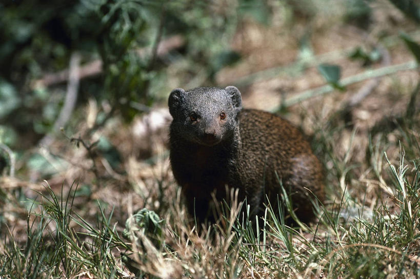 无人,横图,室外,特写,白天,森林,哺乳动物,野生动物,图像,草,动物,摄影,生物学,主题,猫鼬,构图,彩图,时空,动物学,林区,脊椎动物亚门