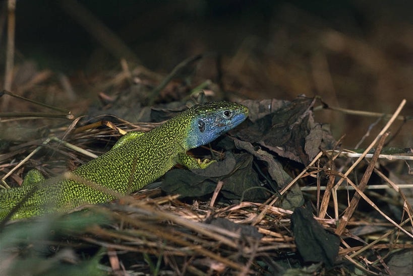 无人,横图,室外,特写,白天,野生动物,蜥蜴,枝,图像,绿色,动物,摄影,生物学,主题,构图,嫩枝,彩图,时空,动物学,脊椎动物亚门