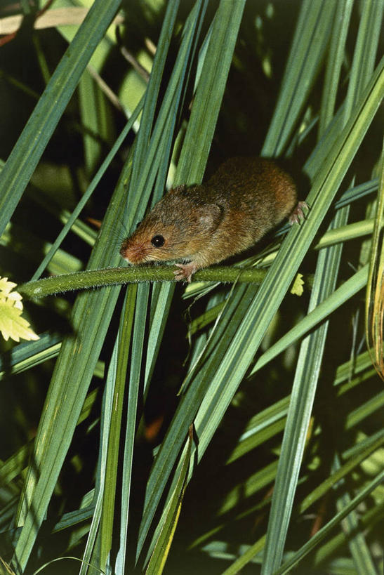 无人,竖图,室外,特写,白天,哺乳动物,野生动物,叶子,图像,绿色,动物,摄影,鼠,生物学,主题,构图,禾鼠,彩图,时空,动物学,脊椎动物亚门