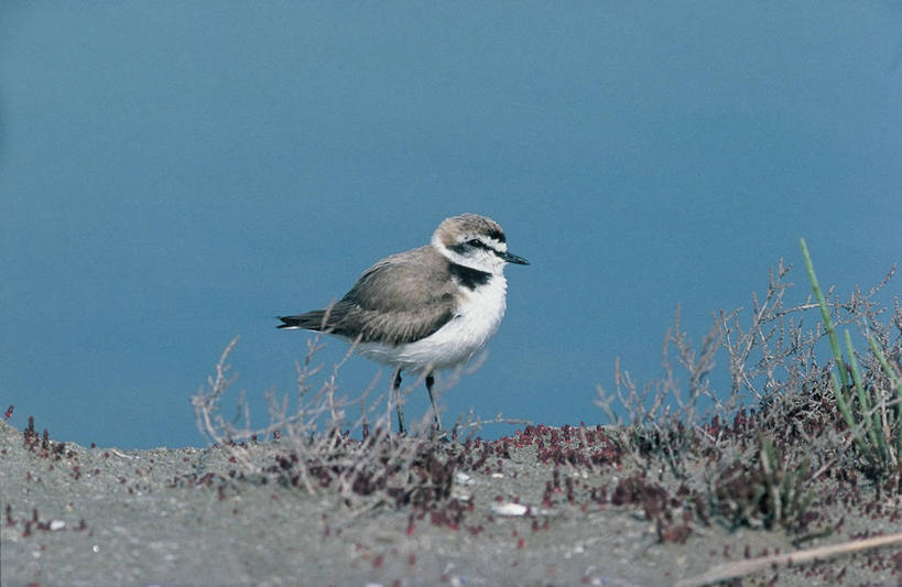 无人,横图,室外,特写,白天,野生动物,鸟类,池塘,图像,蓝色,动物,生物,摄影,栖息,生物学,主题,构图,环颈鸻,死水,彩图,时空,动物学,脊椎动物亚门