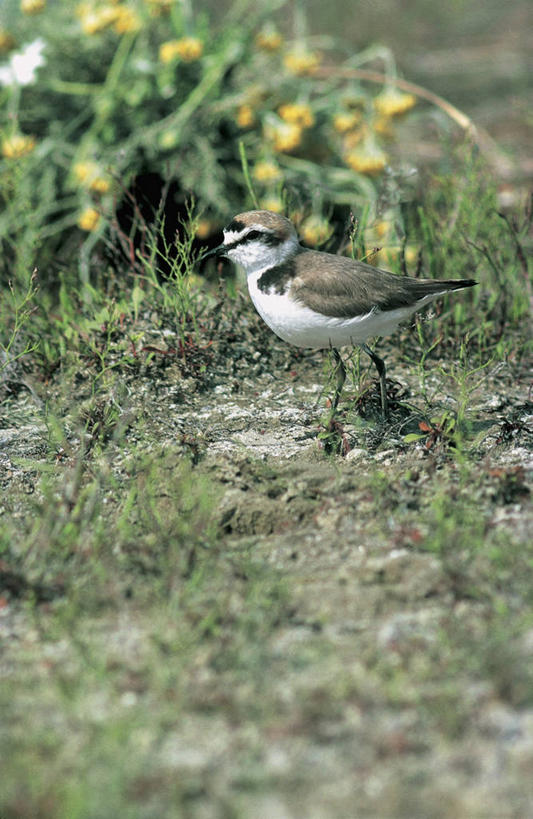 无人,竖图,室外,特写,白天,野生动物,鸟类,图像,草,动物,生物,摄影,栖息,生物学,主题,构图,环颈鸻,彩图,时空,动物学,脊椎动物亚门
