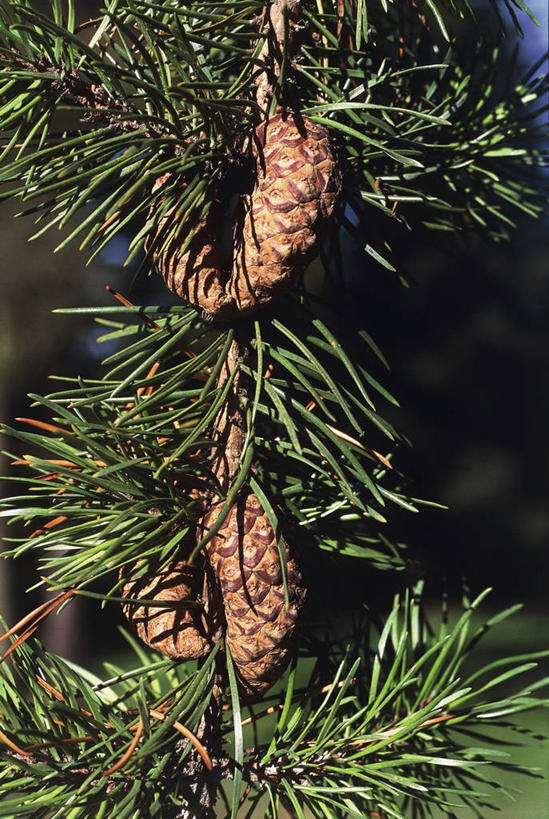无人,竖图,室外,特写,白天,植物,松树,松果,种子,枝,图像,树,自然,概念,摄影,生长,主题,云杉,构图,针叶树,彩图,时空