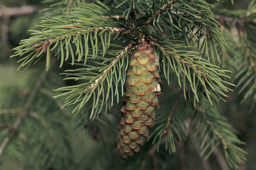 无人,横图,室外,特写,白天,植物,松树,水果,叶子,食品,松果,种子,图像,树,自然,概念,摄影,生长,主题,云杉,构图,针叶树,彩图,时空