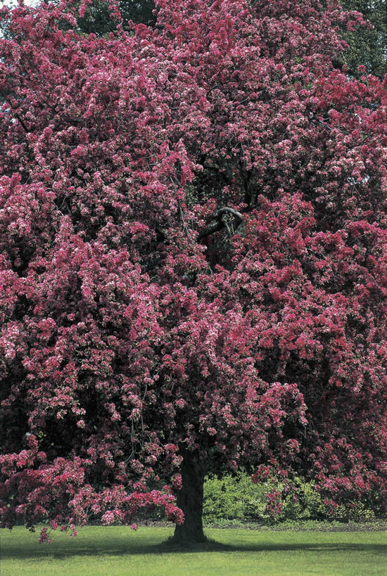 无人,竖图,室外,白天,植物,果树,图像,草,树,树干,树木,红色,绿色,自然,概念,摄影,生长,成长,主题,苹果树,构图,彩图,时空