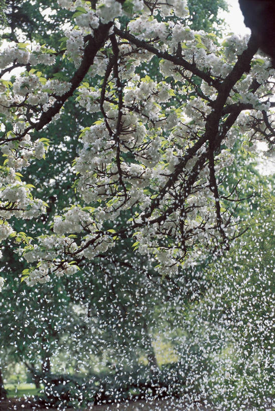 无人,竖图,室外,特写,白天,美景,植物,樱花,景观,果树,枝,图像,樱桃树,花,花朵,树,树木,绿色,自然,春天,概念,景色,季节,摄影,生长,成长,自然风光,主题,构图,彩图,时空