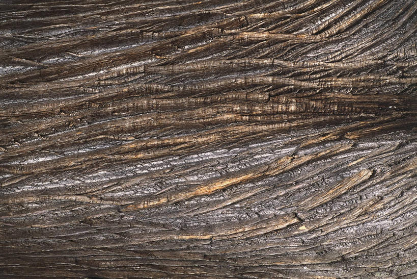 无人,横图,室外,特写,白天,背景,植物,栗子,坚果,褐色,树皮,图像,树,自然,概念,摄影,主题,山毛榉,麻栎金刚,山毛榉树,构图,栗树,式样,想法,彩图,全画面,全框架,全帧,壳斗,时空,全画幅