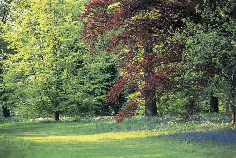 无人,横图,室外,白天,植物,阴影,图像,草,树,树干,自然,概念,摄影,生长,宁静,主题,山毛榉,麻栎金刚,山毛榉树,构图,彩图,壳斗,时空