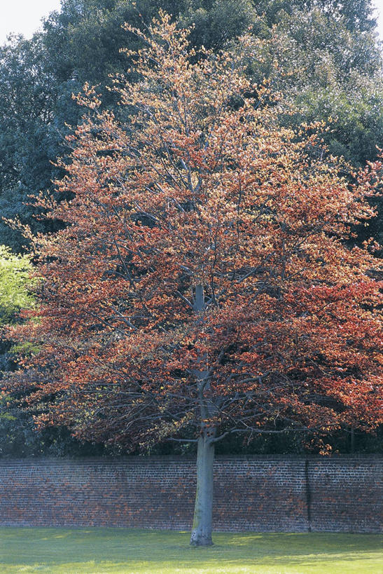 无人,竖图,室外,白天,植物,阴影,墙,图像,砖墙,草,树,树干,天空,自然,概念,摄影,生长,主题,自然现象,山毛榉,麻栎金刚,山毛榉树,构图,彩图,壳斗,时空
