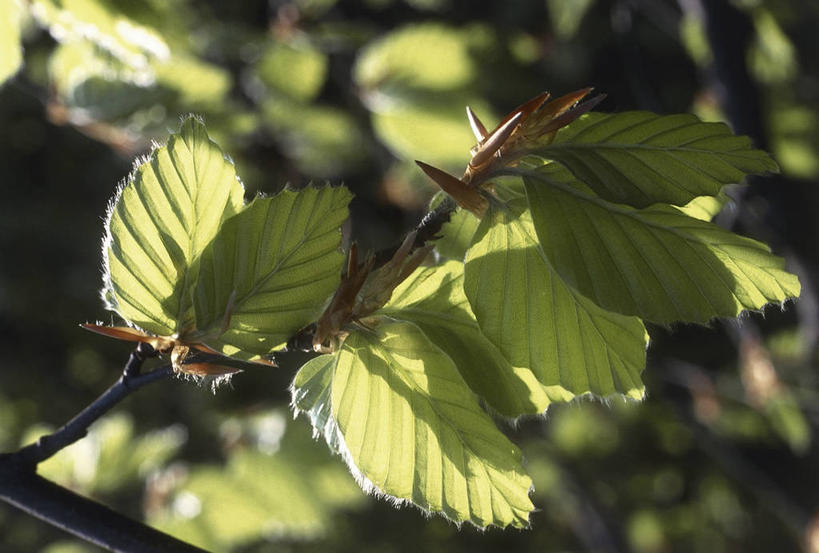 无人,横图,室外,特写,白天,植物,叶子,茎,图像,树,自然,概念,摄影,生长,主题,山毛榉,麻栎金刚,山毛榉树,构图,彩图,壳斗,时空