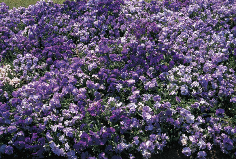 无人,横图,俯视,室外,特写,白天,紫罗兰,图像,紫色,自然,概念,摄影,生长,清新,主题,视角,构图,彩图,高角度拍摄,时空