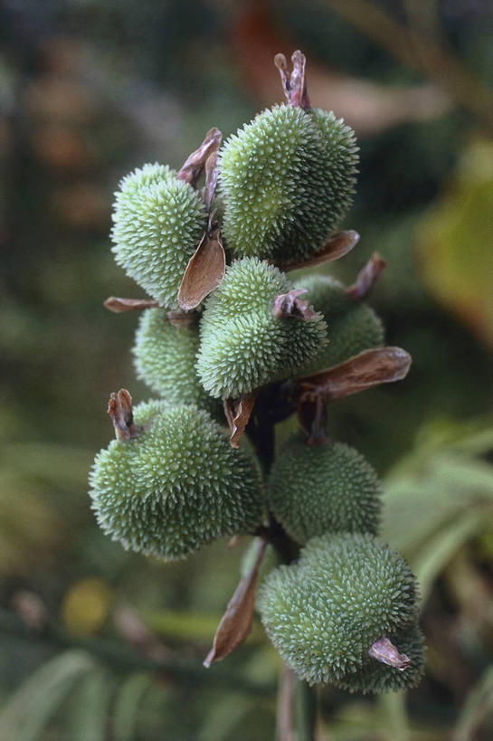 无人,竖图,室外,特写,白天,百合花,水果,食品,图像,自然,概念,摄影,生长,主题,美人蕉,兰蕉,大花美人蕉,红艳蕉,构图,彩图,时空