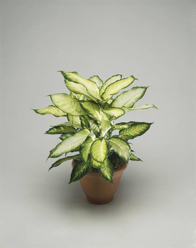 无人,竖图,室内,特写,白色背景,植物,微生物,叶子,花盆,细菌,园艺,图像,自然,概念,生物,摄影,生长,水生植物,主题,生命体,构图,彩图,影棚拍摄,时空,原核生物