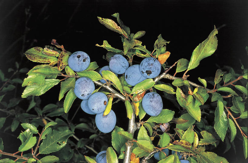 无人,横图,室内,特写,植物,水果,叶子,黑色背景,科学,食品,果树,图像,树,树木,绿色,黑色,自然,概念,摄影,生长,成长,生物学,主题,构图,李树,彩图,影棚拍摄,时空