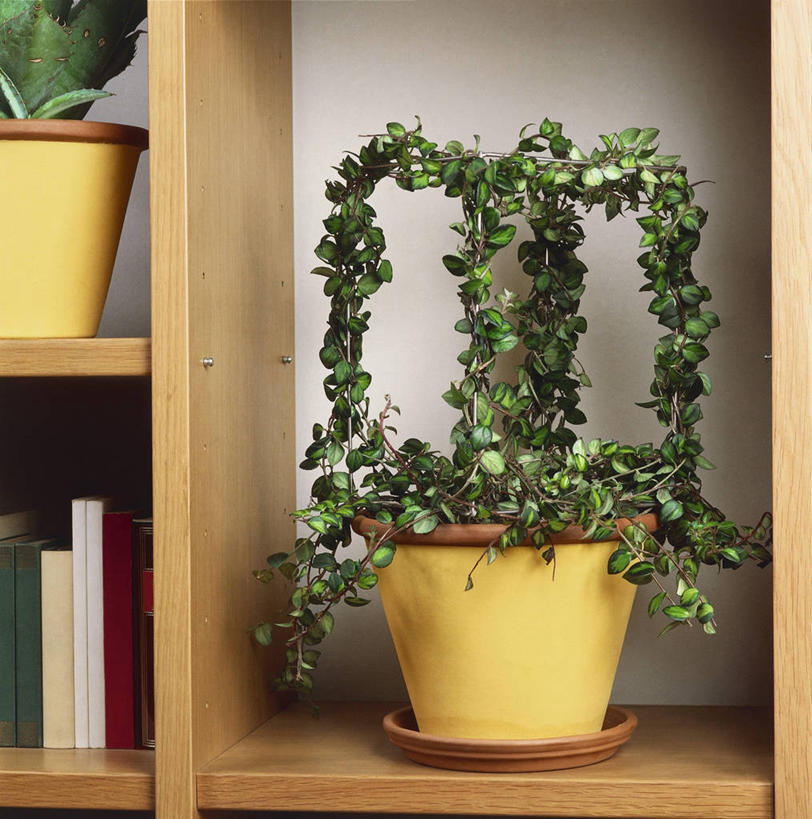 无人,方图,室内,特写,植物,书架,建筑,花瓶,花盆,科学,园艺,图像,架子,自然,容器,摄影,生物学,主题,构图,非洲堇,书,彩图,时空