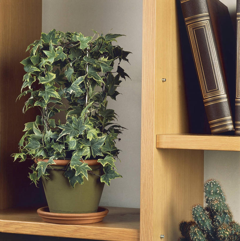 无人,方图,室内,特写,植物,书架,建筑,花盆,科学,木制,园艺,常春藤,图像,架子,自然,摄影,生物学,主题,构图,五加科,彩图,时空