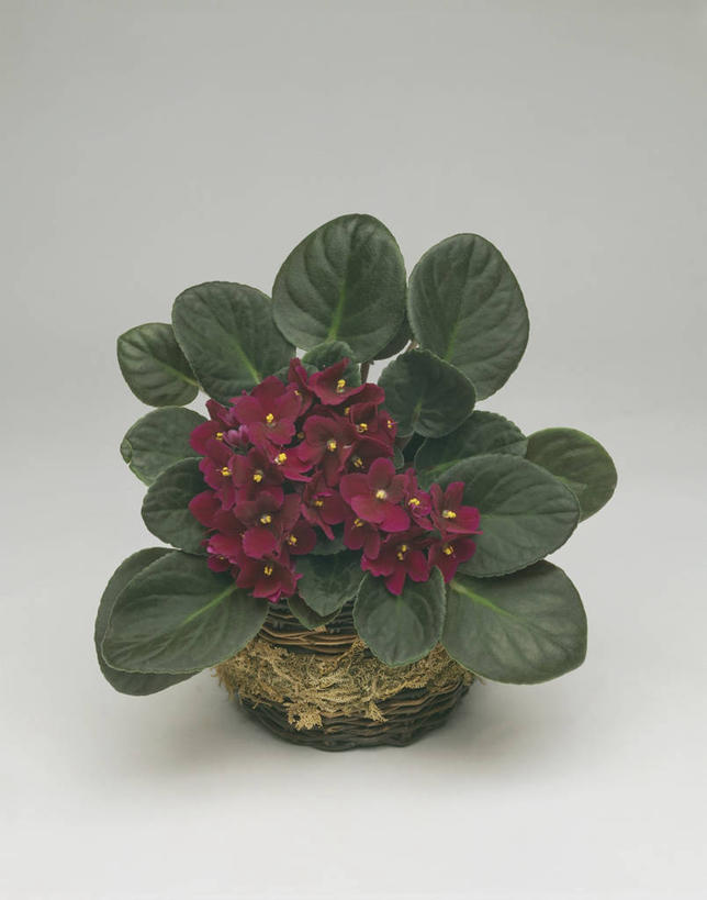 无人,竖图,室外,特写,植物,叶子,科学,图像,自然,摄影,生物学,雄蕊,主题,构图,非洲堇,彩图,时空