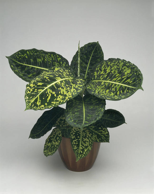 无人,竖图,室内,特写,植物,微生物,科学,细菌,图像,自然,生物,摄影,生物学,水生植物,主题,生命体,构图,彩图,影棚拍摄,时空,原核生物