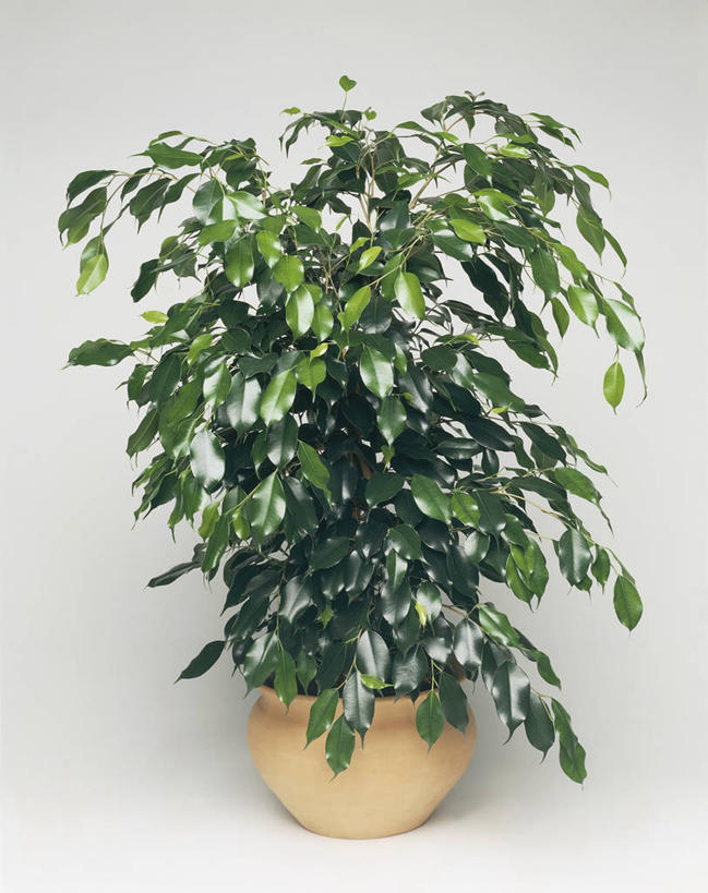 无人,竖图,室内,特写,植物,叶子,科学,图像,自然,摄影,生物学,主题,构图,无花果树,彩图,影棚拍摄,时空