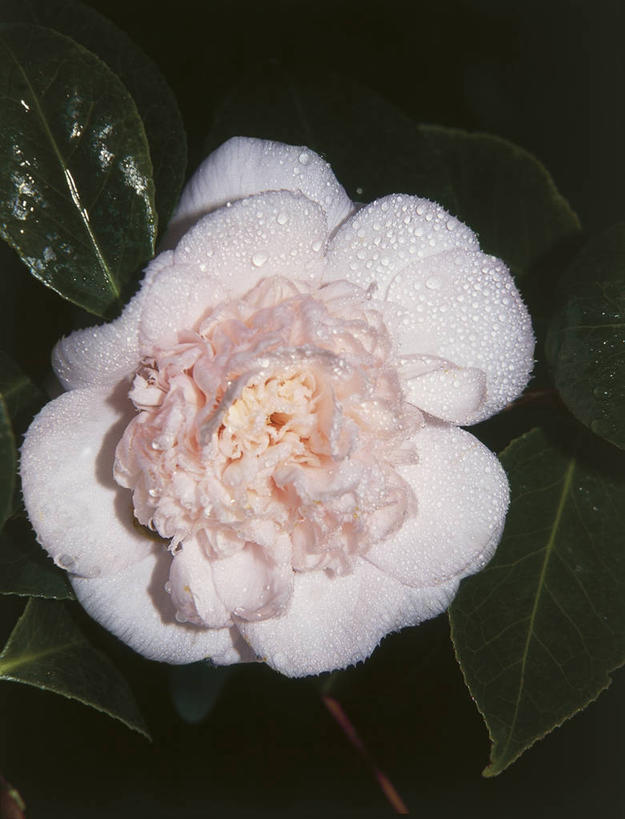 无人,竖图,室内,特写,山茶花,叶子,科学,图像,花,花朵,白色,自然,概念,摄影,生长,生物学,雄蕊,主题,玉茗花,耐冬,海石榴,构图,茶花,彩图,时空