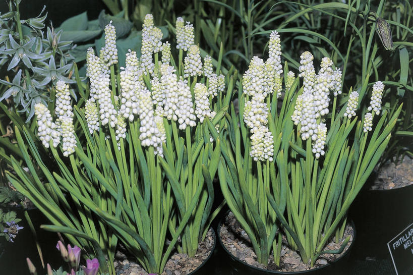 无人,横图,室外,特写,植物,风信子,科学,图像,自然,摄影,生物学,主题,构图,葡萄风信子,彩图,时空,百合科