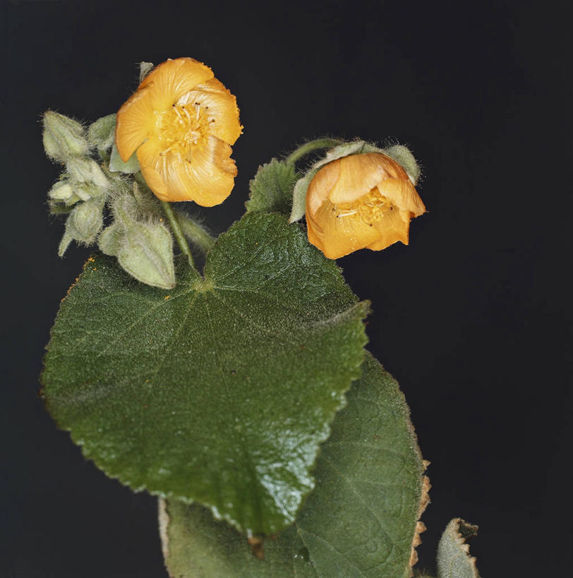 无人,方图,室内,特写,叶子,黑色背景,科学,图像,黑色,自然,摄影,生物学,主题,构图,金钱紫花葵,锦葵,荆葵,钱葵,淑气花,小白淑气花,恩惠,彩图,影棚拍摄,时空