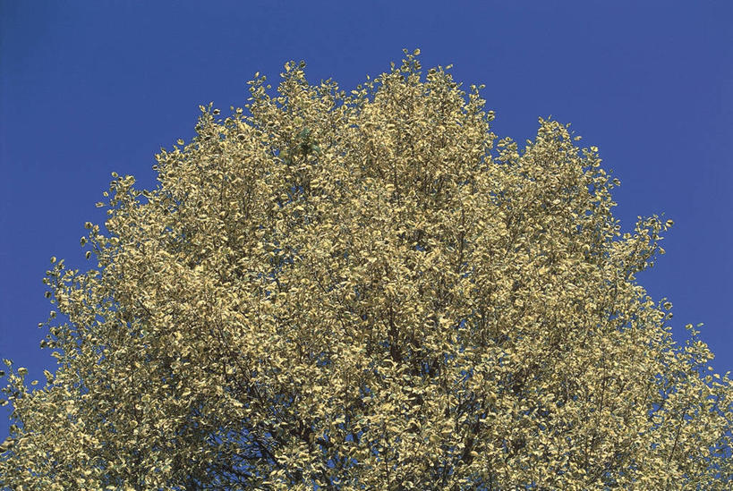 无人,横图,室外,特写,仰视,植物,科学,图像,顶部,树,天空,自然,摄影,部分,生物学,主题,自然现象,视角,辛夷,落叶树,万里无云,木兰花,构图,郁金香树,木兰,彩图,低角度拍摄,时空