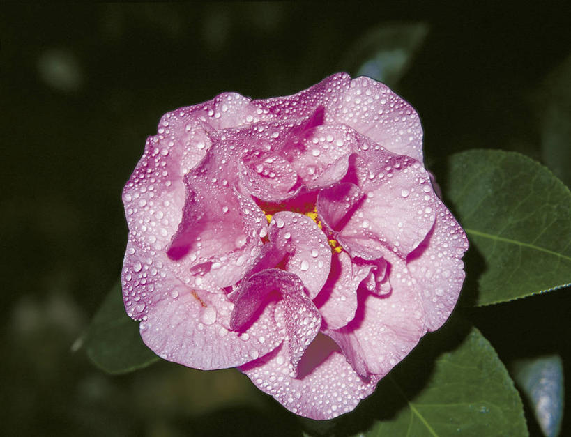 无人,竖图,室外,特写,水,山茶花,叶子,湿,科学,图像,花,花朵,自然,概念,摄影,生物学,清新,主题,自然现象,玉茗花,耐冬,海石榴,构图,茶花,彩图,时空,状态