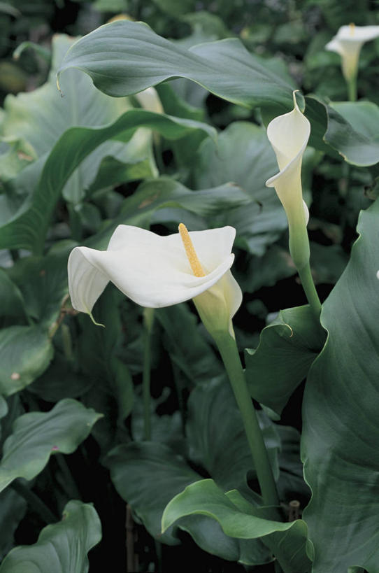 无人,竖图,室外,特写,马蹄莲,微生物,叶子,科学,细菌,图像,花,花朵,自然,生物,摄影,生物学,水生植物,主题,生命体,构图,彩图,时空,原核生物