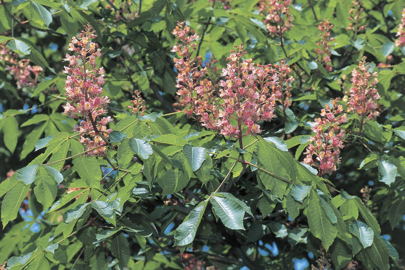 无人,横图,室外,特写,白天,植物,叶子,枝,图像,花,花朵,树,自然,摄影,主题,七叶树,落叶树,构图,彩图,时空