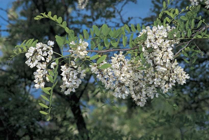 无人,横图,室外,特写,白天,植物,叶子,丰富,枝,图像,花,花朵,树,白色,自然,概念,摄影,主题,豌豆系,豆科植物,构图,彩图,时空