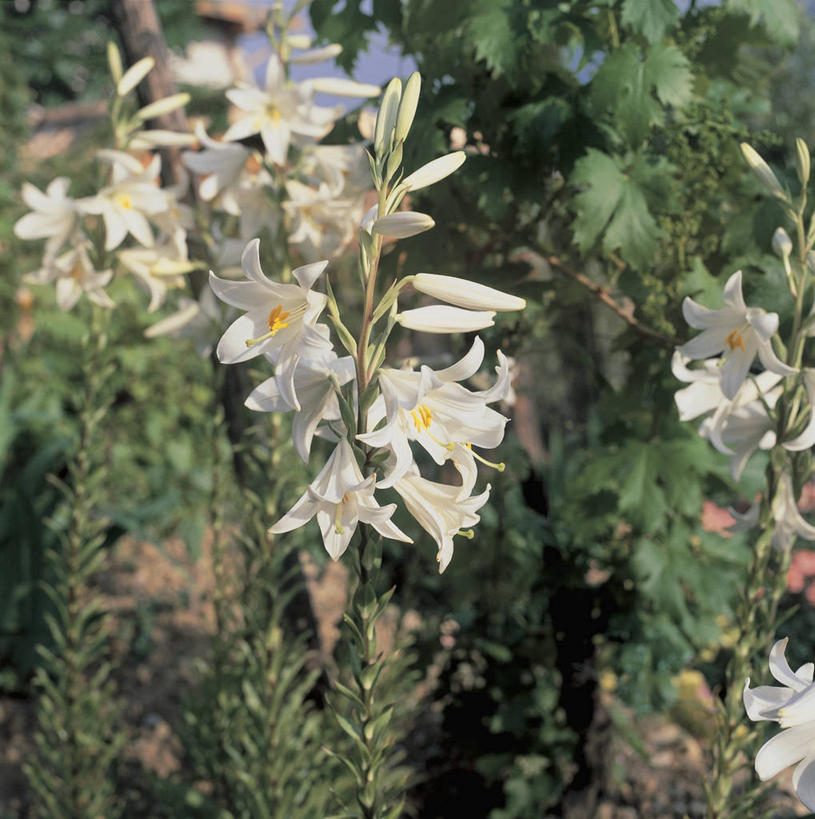 无人,方图,室外,特写,白天,叶子,茎,图像,花瓣,自然,摄影,雄蕊,主题,构图,彩图,时空,圣母百合,百合科