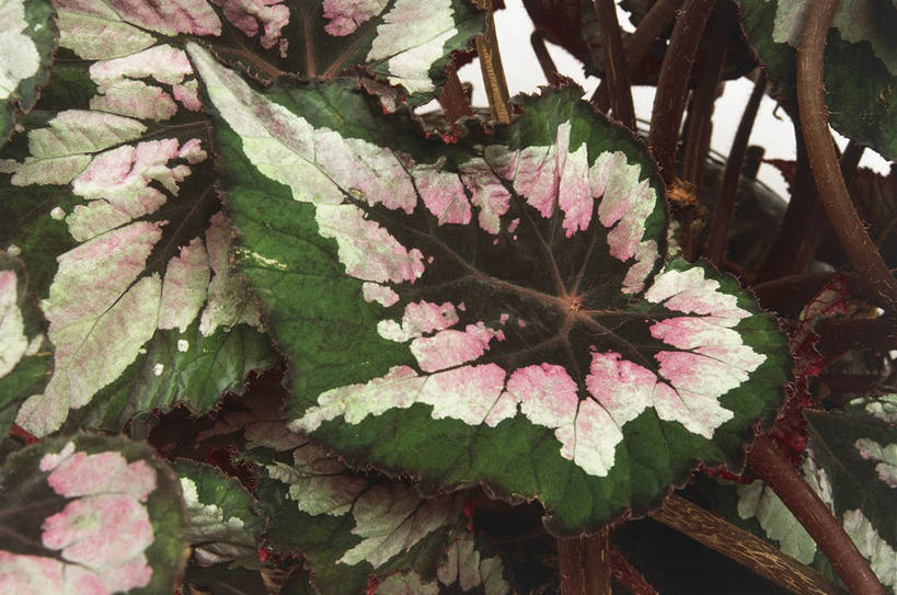 无人,横图,室外,特写,白天,叶子,图像,自然,概念,摄影,生长,秋海棠,雄蕊,主题,构图,彩图,时空