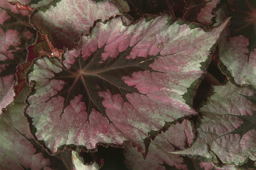 无人,横图,室外,特写,白天,植物,叶子,图像,粉色,自然,概念,生物,摄影,生长,秋海棠,主题,构图,叶脉,彩图,时空