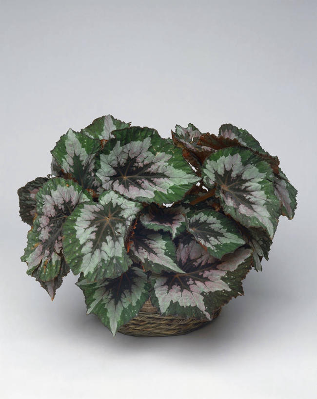 无人,竖图,室内,特写,植物,叶子,篮子,图像,容器,概念,摄影,生长,秋海棠,构图,叶脉,彩图,影棚拍摄,时空