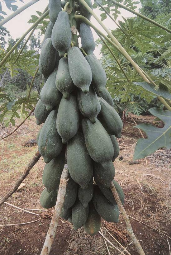 无人,竖图,室外,特写,白天,旅游,度假,农业,美景,植物,木瓜,水果,叶子,墨西哥,景观,田地,食品,枝,饮品,图像,娱乐,饮食,树,食物,饮料,自然,热带水果,享受,休闲,概念,景色,放松,摄影,生长,北美,气候,热带气候,拉丁美洲,可口,自然风光,主题,美洲,构图,适口,彩图,时空,坎佩切湾