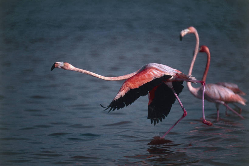 无人,横图,室外,特写,白天,水,野生动物,墨西哥,三只,反射,火烈鸟,鸟类,图像,粉色,摄影,北美,拉丁美洲,主题,美洲,自然现象,肯他纳罗,尤卡坦半岛,大火烈鸟,构图,颈,彩图,时空,脊椎动物亚门