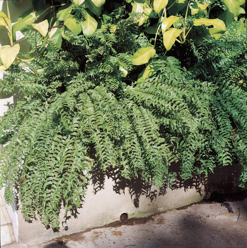 无人,方图,室外,特写,白天,太阳,植物,叶子,阴影,图像,绿色,自然,概念,生物,摄影,生长,成长,蕨类,蕨类植物,主题,构图,鳞毛蕨,彩图,时空