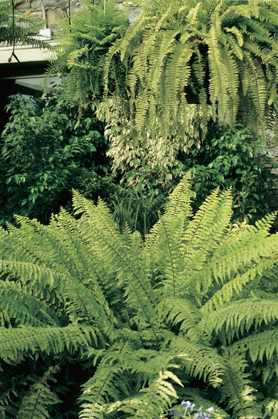 无人,竖图,室外,特写,白天,植物,叶子,图像,绿色,自然,概念,生物,摄影,生长,成长,蕨类,蕨类植物,主题,构图,鳞毛蕨,彩图,波士顿蕨,时空