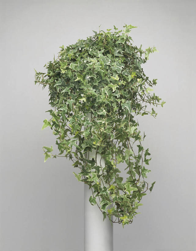 无人,竖图,室内,特写,白色背景,植物,叶子,常春藤,图像,绿色,白色,概念,生物,摄影,生长,构图,五加科,彩图,影棚拍摄,时空