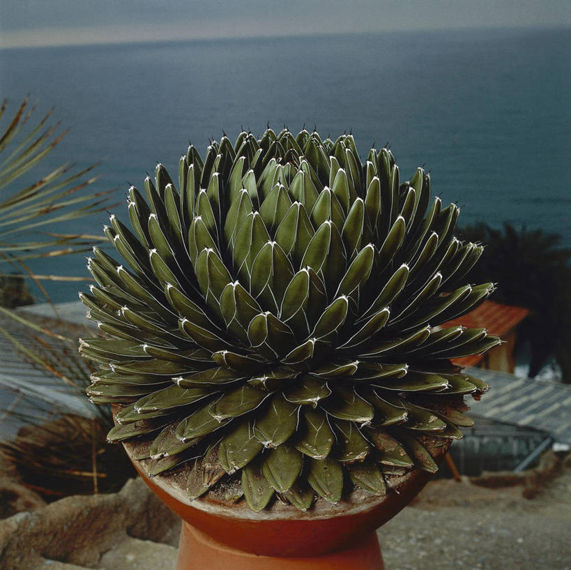 无人,方图,室外,特写,白天,海洋,水,植物,龙舌兰,叶子,科学,图像,自然,概念,摄影,生长,希望,生物学,主题,海景,构图,番麻,彩图,付出,肉质植物,时空,龙舌掌