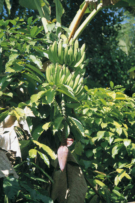 无人,竖图,室外,白天,农业,香蕉,水果,叶子,丰富,食品,香蕉树,串,图像,饮食,排列,自然,热带水果,概念,摄影,生长,香蕉叶,气候,热带气候,主题,构图,彩图,时空