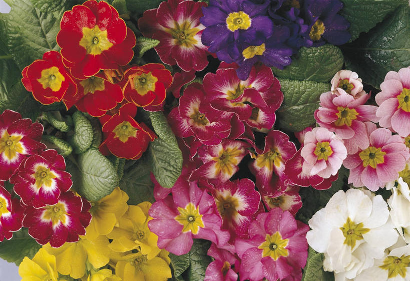 无人,横图,俯视,室外,特写,白天,美景,叶子,科学,景观,图像,花瓣,自然,概念,景色,摄影,生长,多样,生物学,雄蕊,自然风光,主题,视角,构图,黄花九轮草,彩图,高角度拍摄,时空,报春花科